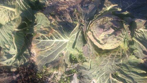 c0300035_17525429.jpg