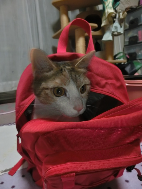 c0194042_21465061.jpg