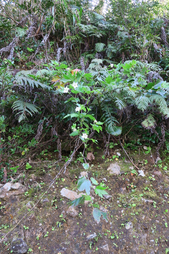 e0292172_20472673.jpg