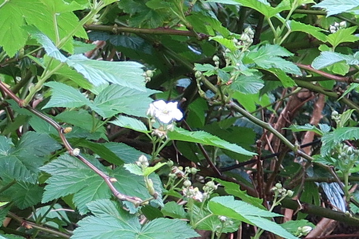 e0292172_20481637.jpg