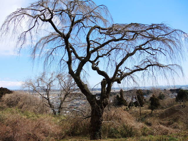 f0100593_17081523.jpg
