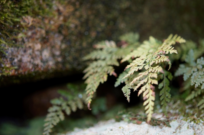 c0247096_11573575.jpg