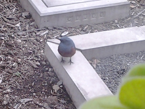 c0158916_10465989.jpg