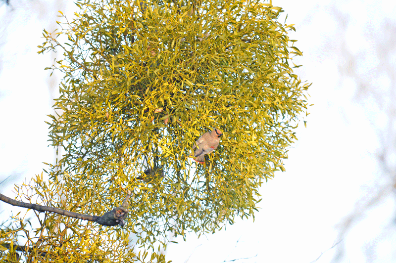 d0290240_11085736.gif