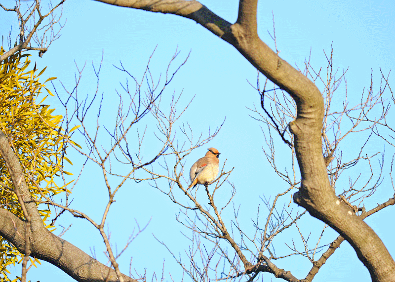 d0290240_11101137.gif