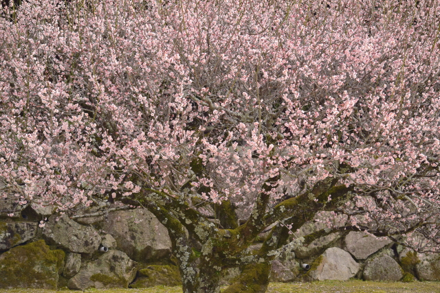 c0339546_179559.jpg