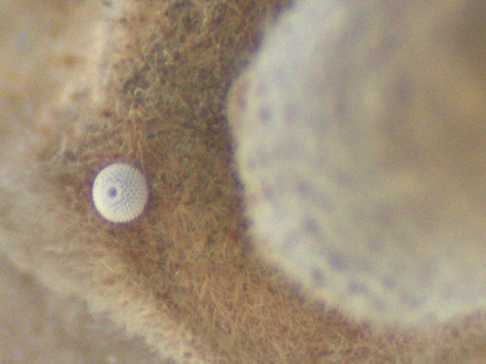 d0098057_745980.jpg