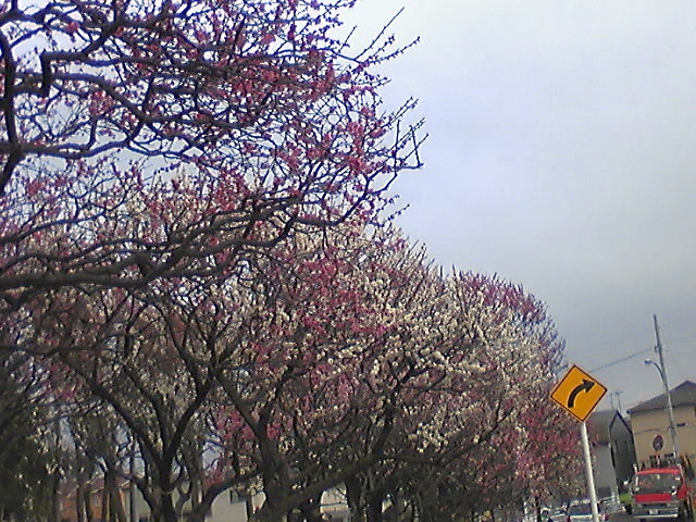a0079878_1653287.jpg