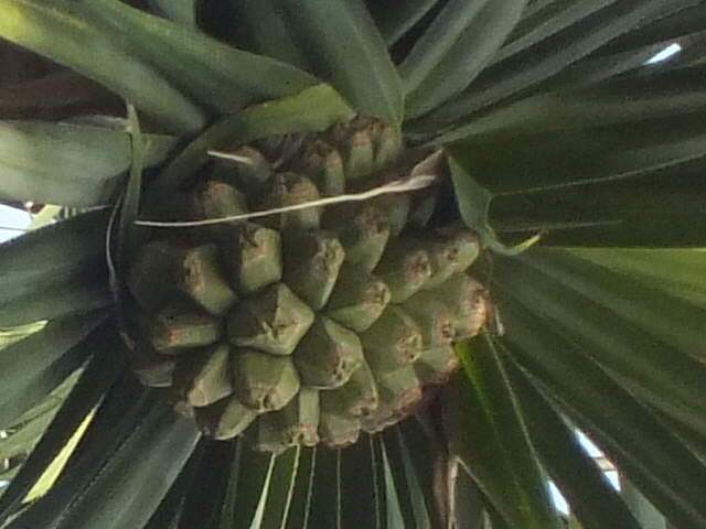 e0145782_14445467.jpg