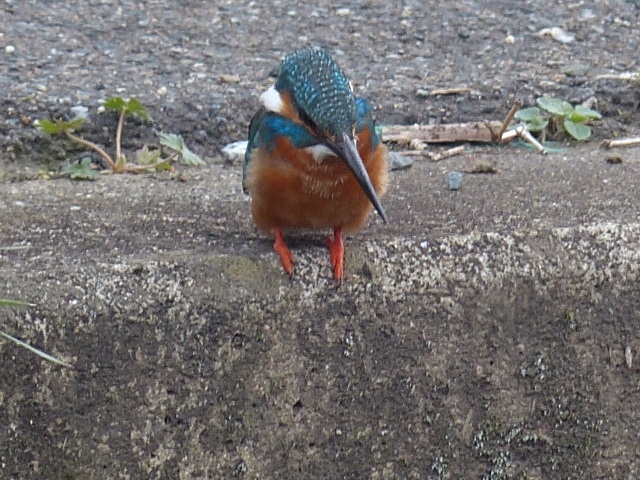 f0357487_937088.jpg