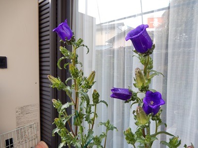 e0033229_1712388.jpg
