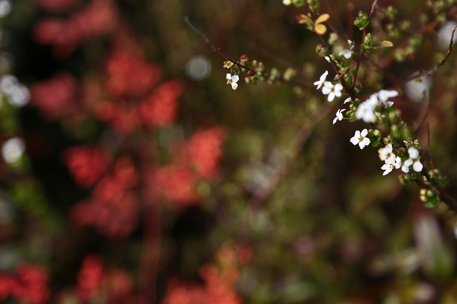 a0242438_16431653.jpg