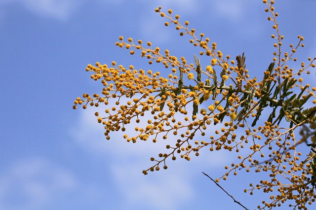 a0242438_16461362.jpg