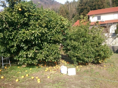 f0341250_00432512.jpg