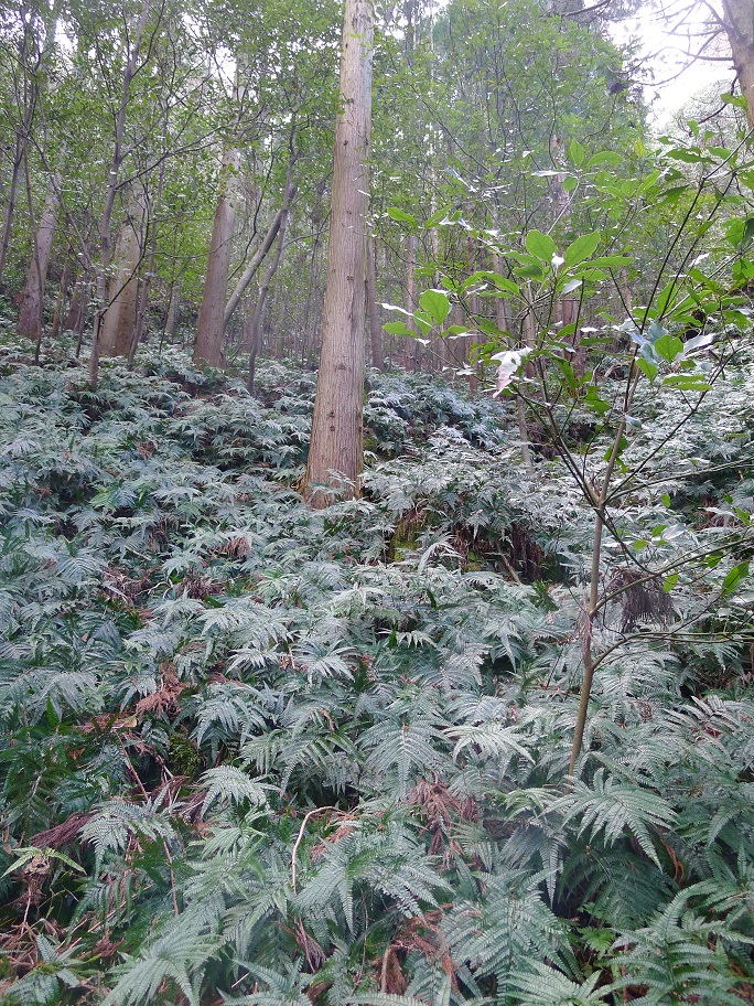 d0007657_18104650.jpg