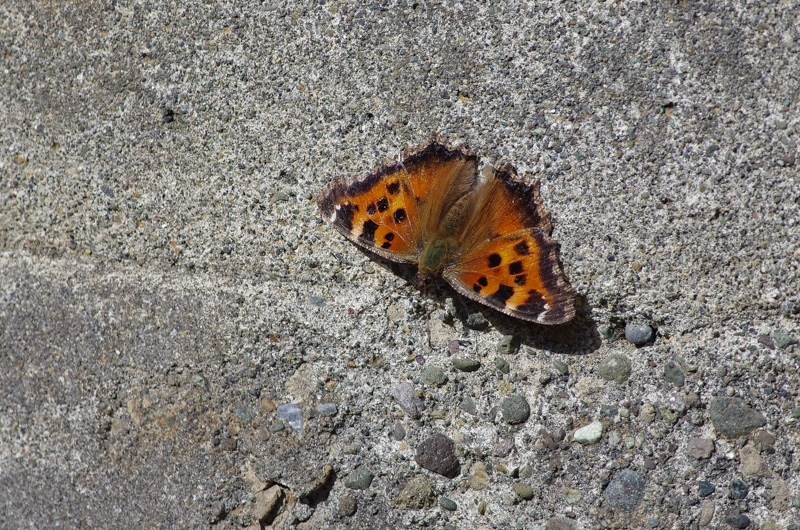 a0338085_21102710.jpg
