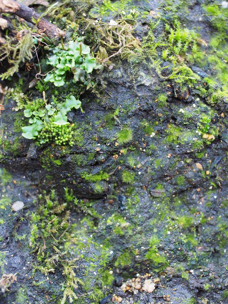 c0156313_9475795.jpg