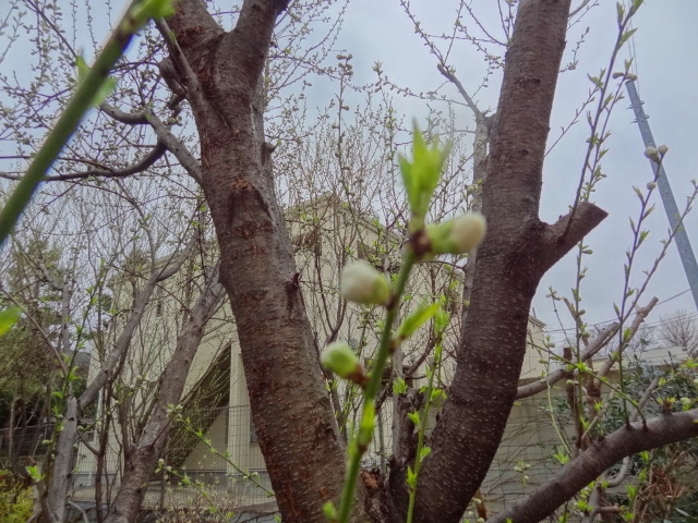 e0016828_11572277.jpg