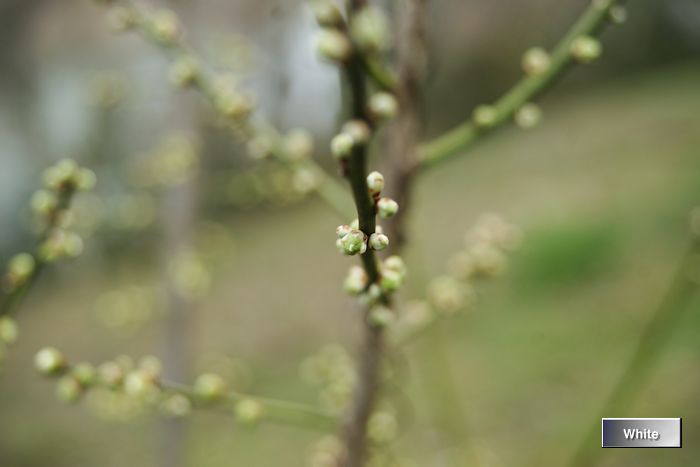 c0227134_14491161.jpg