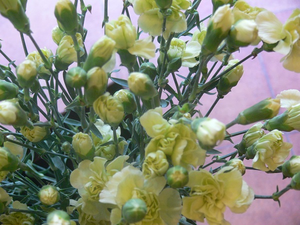 e0140986_1617511.jpg