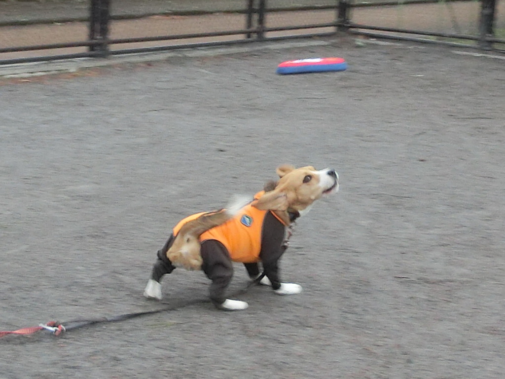 a0319693_16184644.jpg