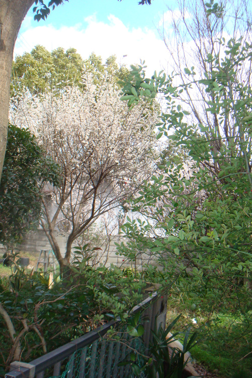 a0019212_22291362.jpg