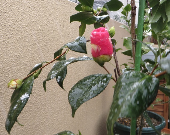 c0280322_23311622.jpg