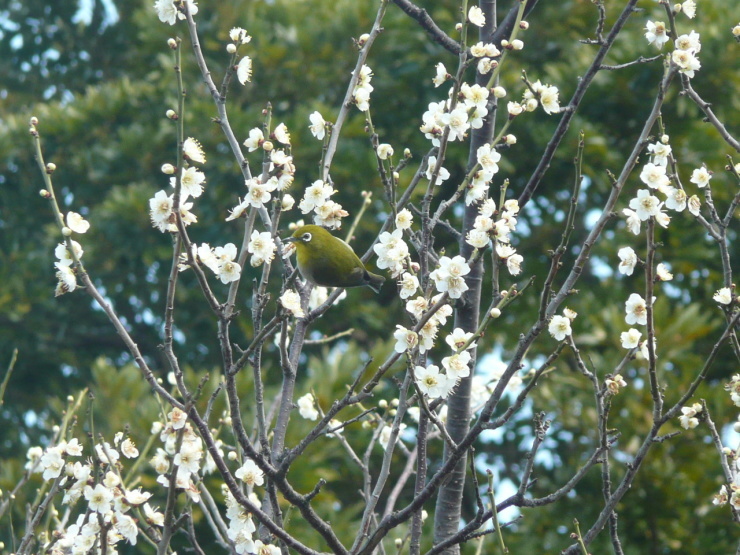 c0009528_15420300.jpg