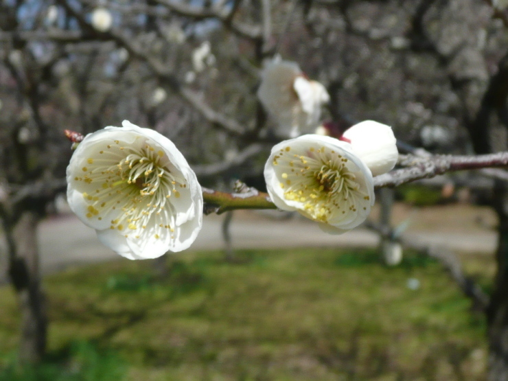 c0009528_15422681.jpg