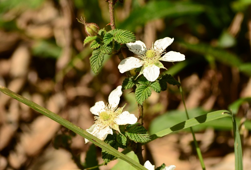 b0288942_10114613.jpg