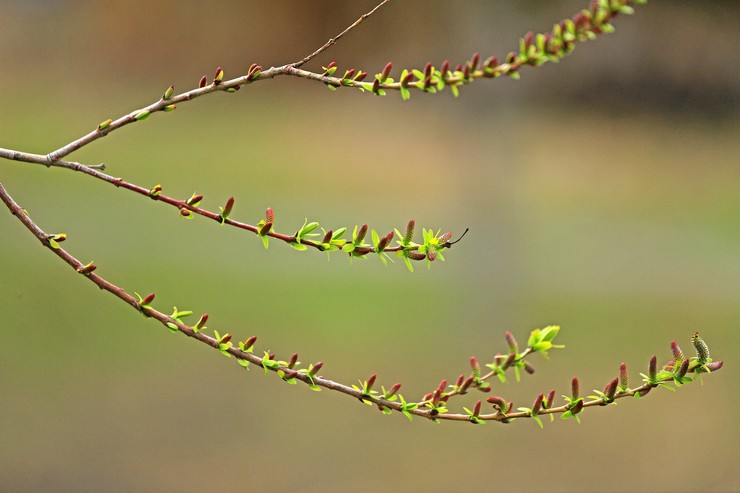 c0104227_142146.jpg