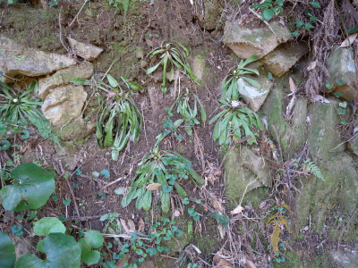 e0272335_11275377.jpg