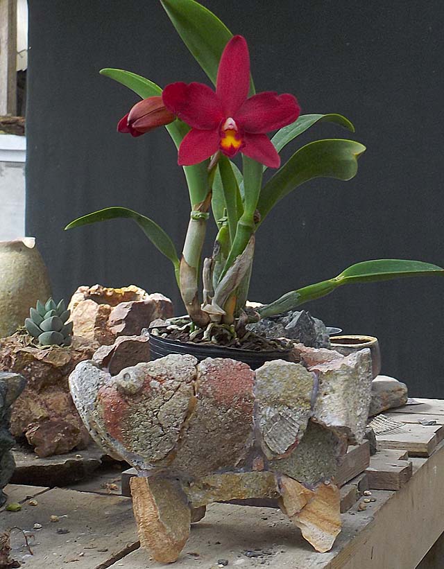 c0068168_11182320.jpg