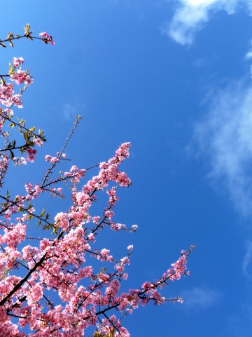 e0045768_22545527.jpg