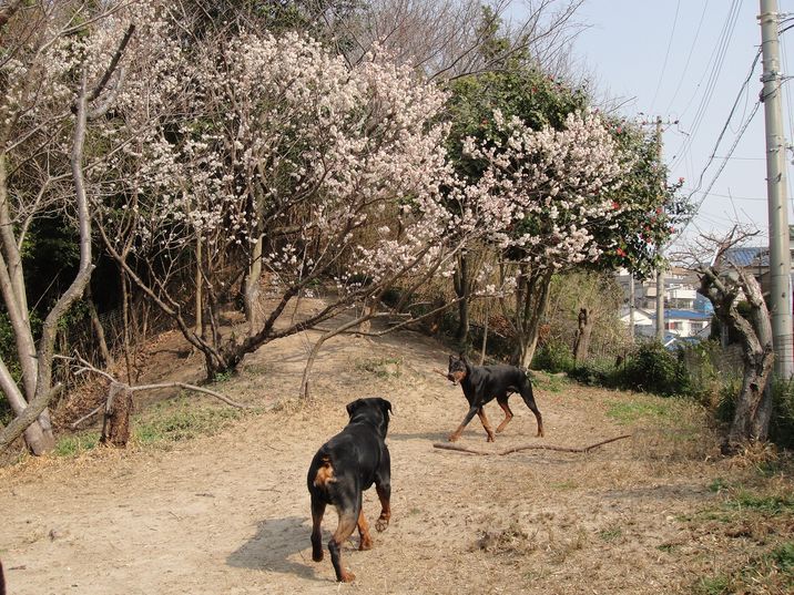 f0088731_11372717.jpg