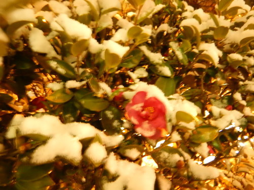 f0118332_01053034.jpg