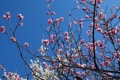 a0133886_1635029.jpg