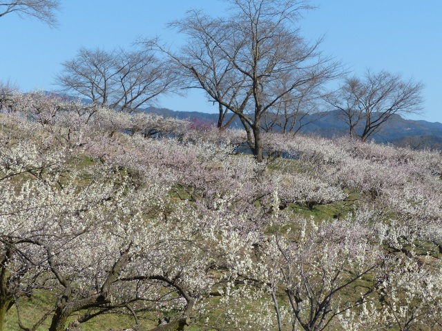 f0357487_2052224.jpg