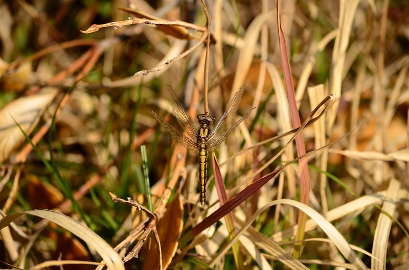 b0288942_189599.jpg