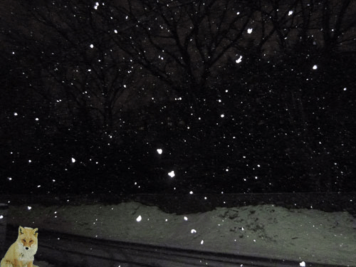 a0193457_207969.gif