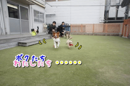 a0338800_22595289.gif
