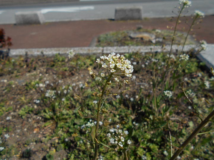 a0310035_4105779.jpg