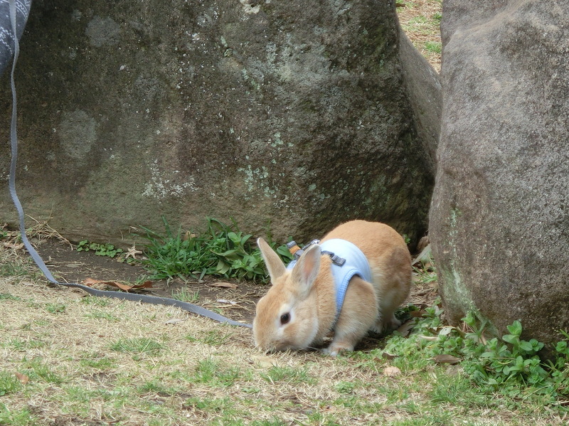 e0123587_1125356.jpg