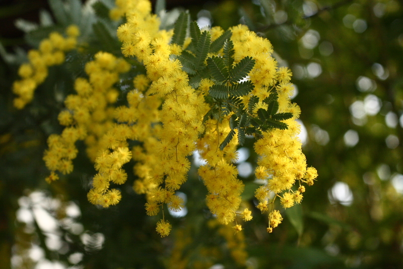 f0083400_12282660.jpg