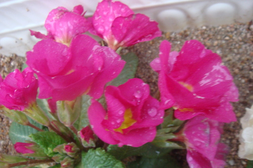 a0019212_17465690.jpg