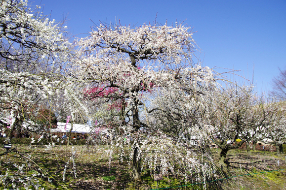 d0250028_87446.jpg