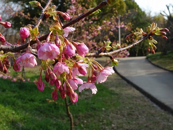 b0299042_2056496.jpg