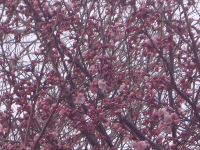 b0061261_21335986.jpg