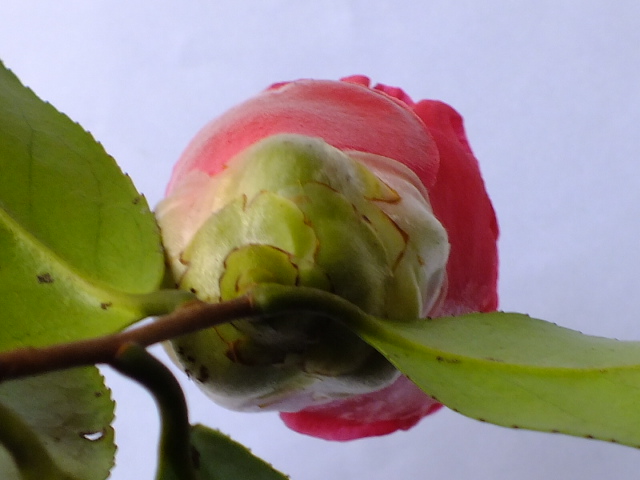 e0145782_13271161.jpg