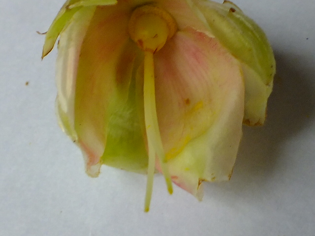 e0145782_1329566.jpg